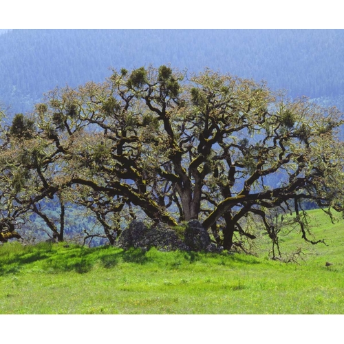 California Oak tree in a clearing in the forest